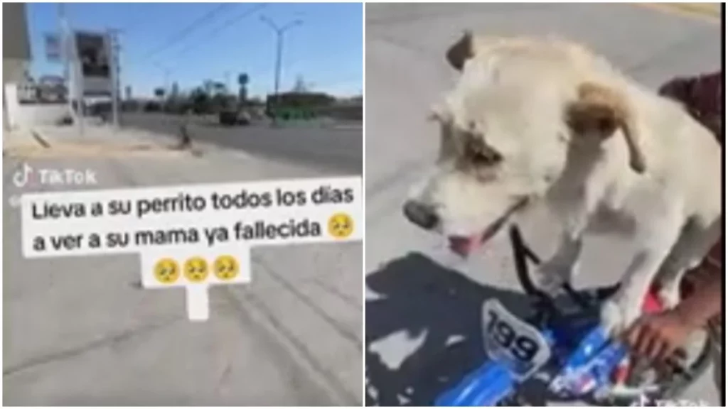 Niño lleva en bici a su perrito para que visite la tumba de su mamá lomita