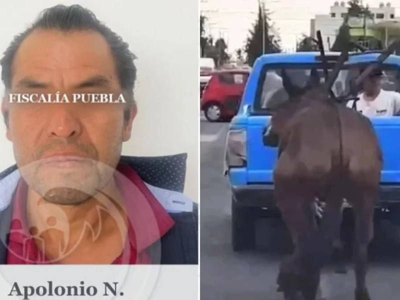 Apolonio enfrentará en libertad su proceso por maltrato a mula 'Hope' en Cholula