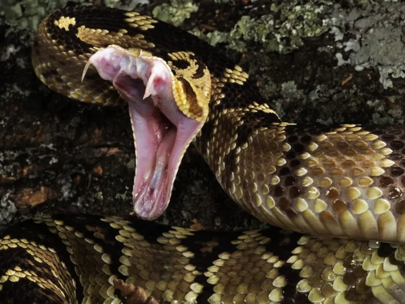 Día de la Serpiente 2024: ¿qué especies venenosas se encuentran en Puebla?