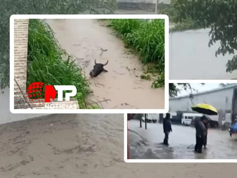Se desborda río en Pantepec, animales son arrastrados por el agua