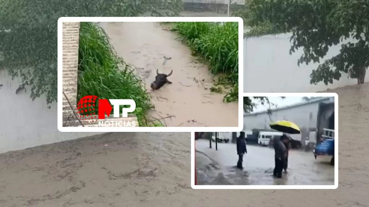 Se desborda río en Pantepec, animales son arrastrados por el agua