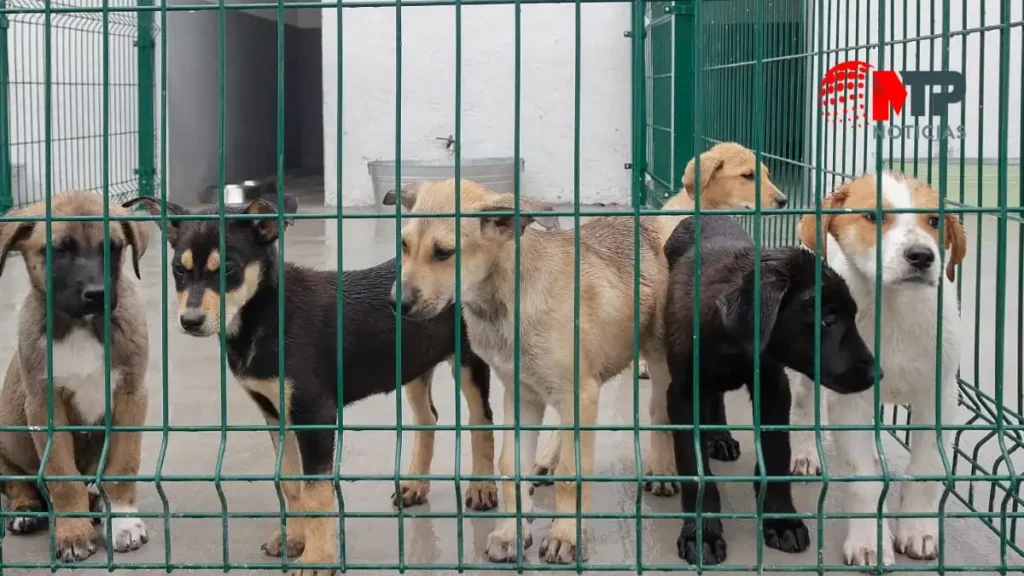 ¿Cómo adoptar un perro en la ciudad de Puebla, lo que debes saber