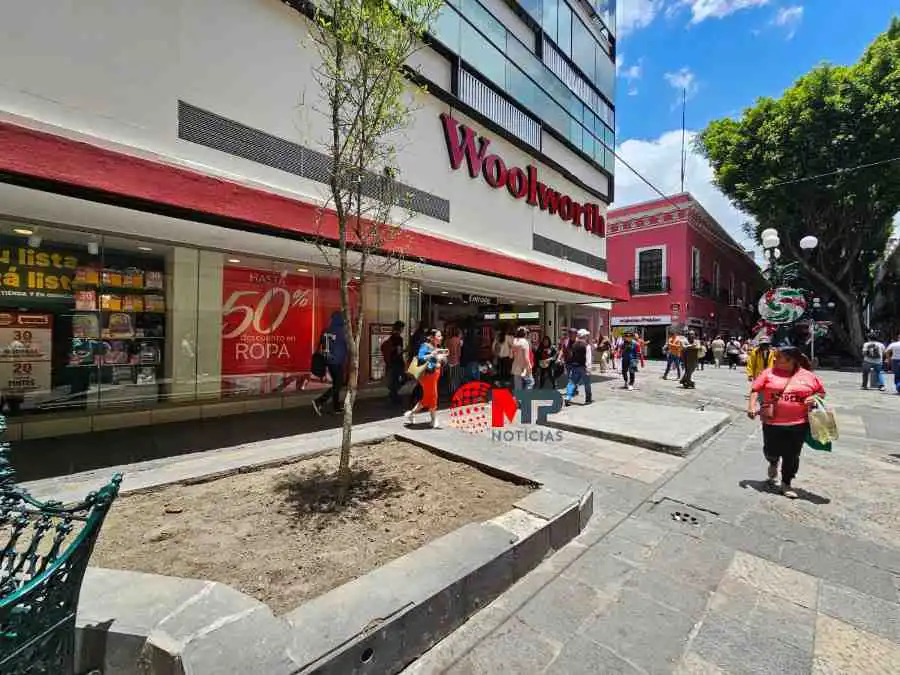 Árbol plantado en jardinera en Centro Histórico de Puebla, en lugar donde murió niño Santiago en 2022.