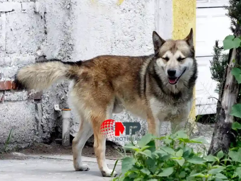 Acusan envenenamiento masivo de perros en Lomas Del Valle, Puebla, Fiscalía ya investiga