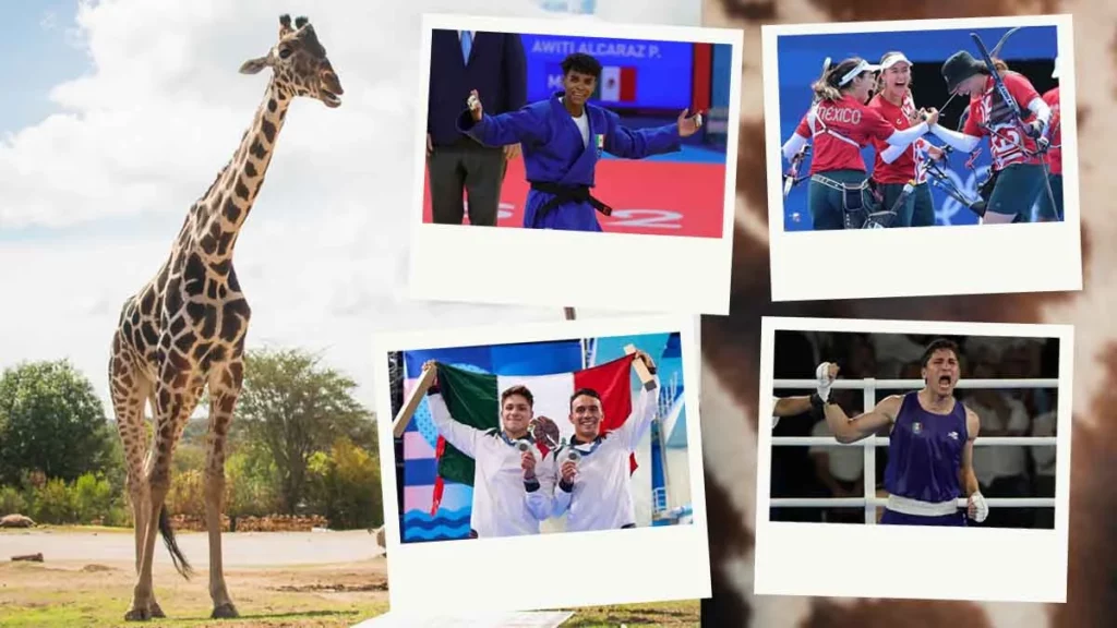 ¡Verán gratis a Benito! Africam Safari da entradas vitalicias a medallistas olímpicos