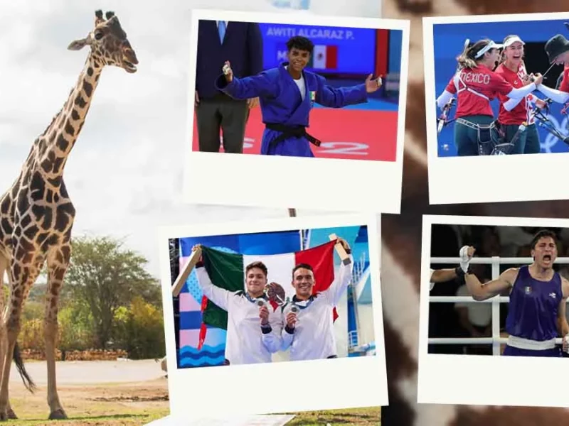 ¡Verán gratis a Benito! Africam Safari da entradas vitalicias a medallistas olímpicos