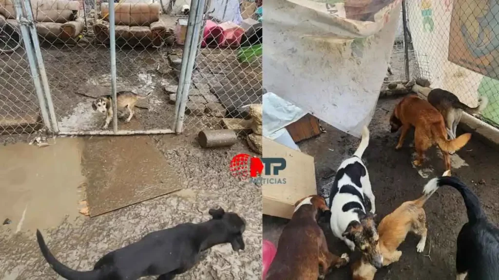 Perros devorándose entre sí y en condiciones insalubres: así opera ‘Huellitas con Alma’ en Cholula