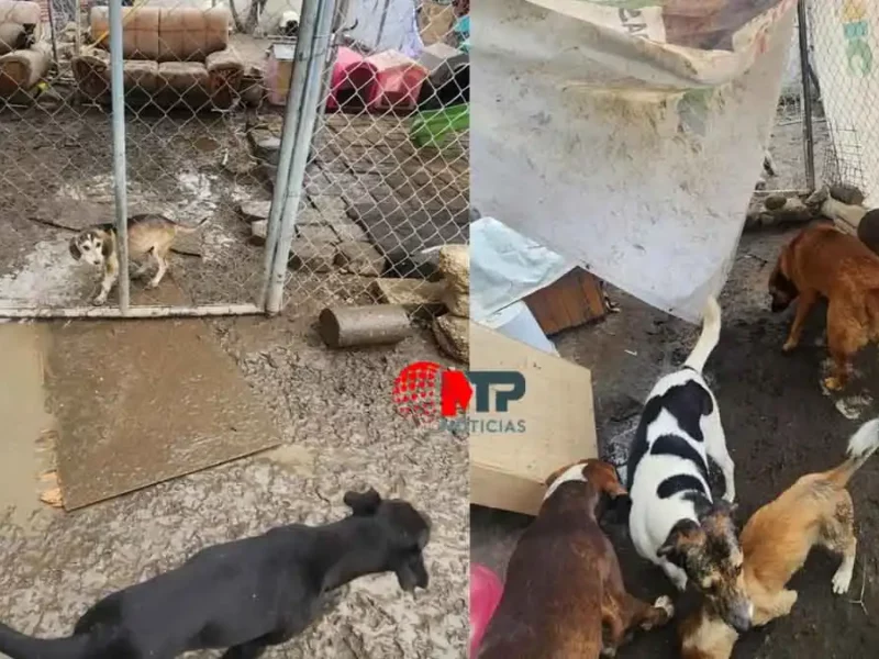 Perros devorándose entre sí y en condiciones insalubres: así opera ‘Huellitas con Alma’ en Cholula