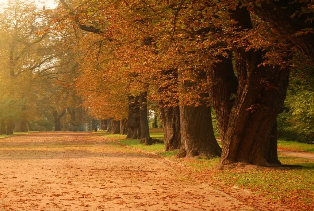 Entrada del otoño