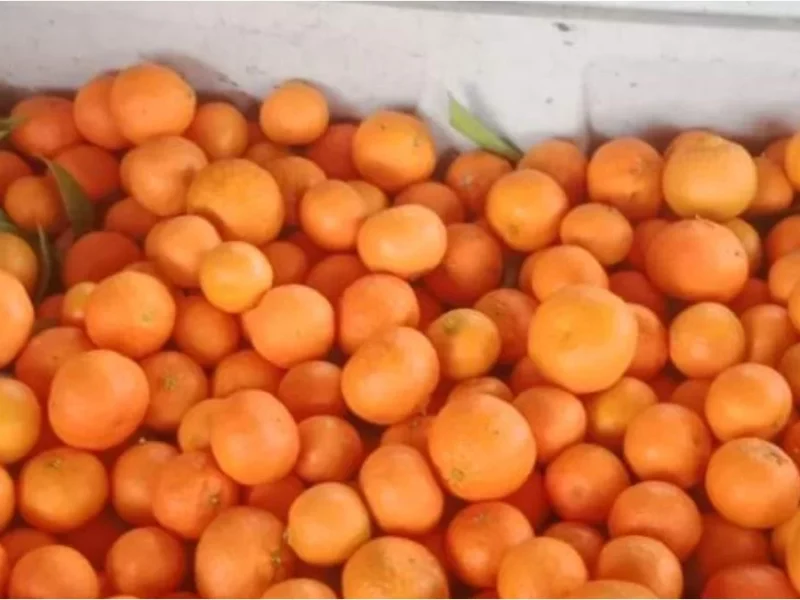 Hasta en 100 pesos venden el kilo de mandarina en Puebla, ¿por qué tan caro?