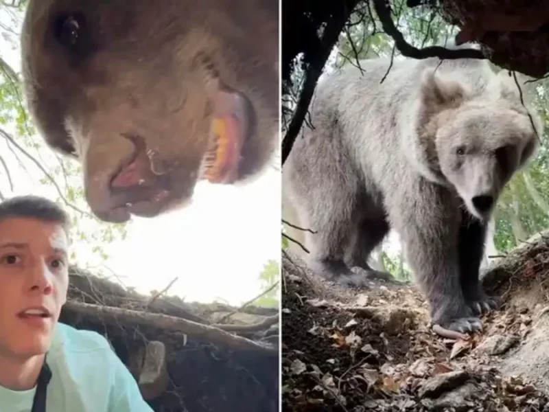 VIDEO: influencer se encuentra con oso tras entrar a madriguera para grabar