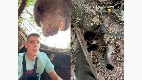 Hombre y oso en una madriguera/ hombre graba a osos desde arriba de un árbol.