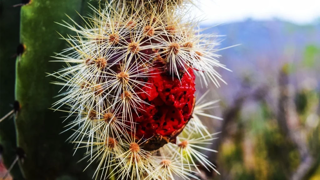 Pitaya mexicana