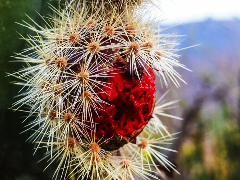 Los enormes datos en Puebla sobre la pitaya o fruta del dragón