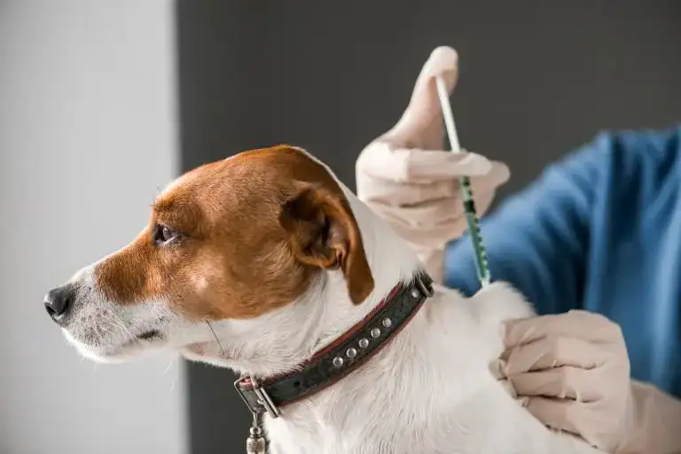 Vacunación en perros