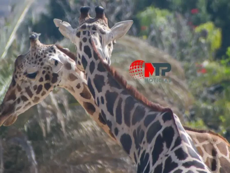 ¿Benito será papá? Esto se sabe sobre la jirafa de Africam Safari