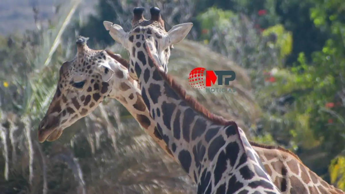 ¿Benito será papá? Esto se sabe sobre la jirafa de Africam Safari