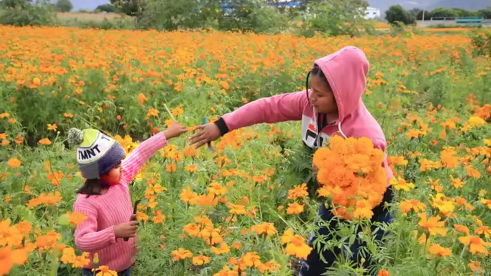 Mujeres rurales en el campo