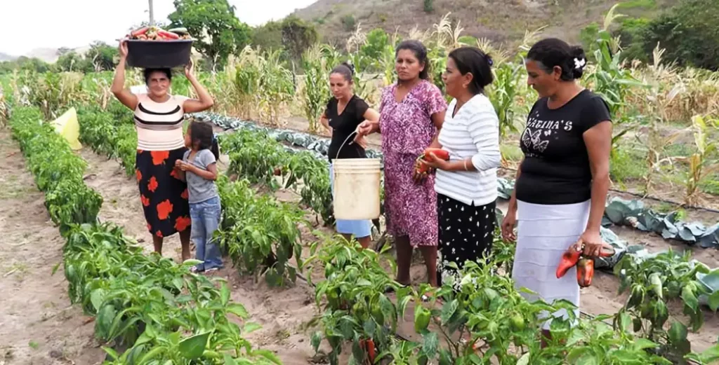 Mujeres rurales trabajando