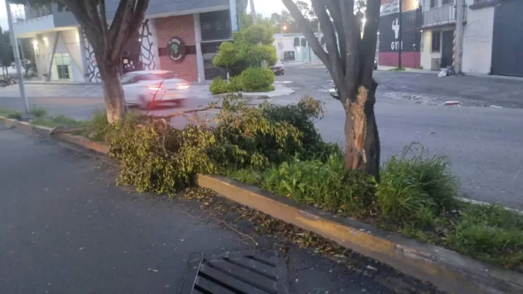 Rachas de viento de hasta 60 km/h por depresión tropical derriban árboles en Puebla