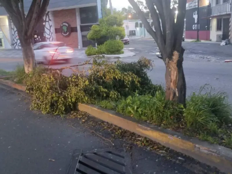 Rachas de viento de hasta 60 km/h por depresión tropical derriban árboles en Puebla