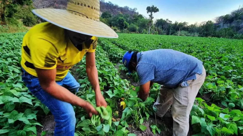 'Transformemos el Campo Poblano', programa para diversificar la agricultura: Armenta