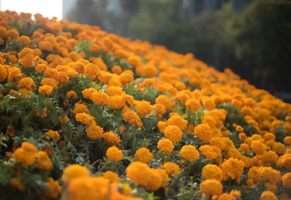 Campos de flor de cempasúchil