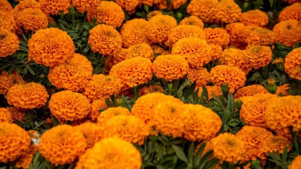 ¡Una segunda vida! Dona tu flor de cempasúchil a estos centros