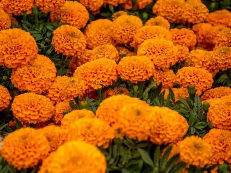 ¡Una segunda vida! Dona tu flor de cempasúchil a estos centros