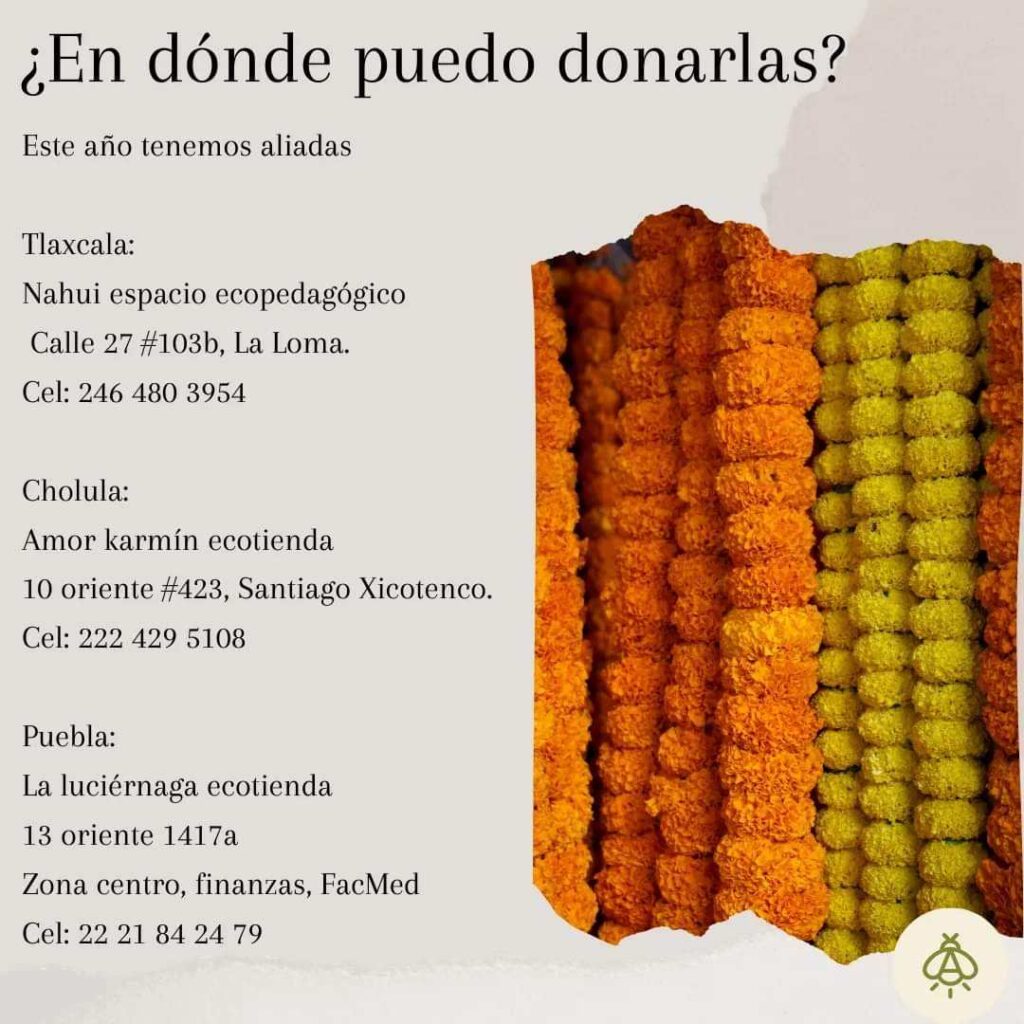 ¡Una segunda vida! Dona tu flor de cempasúchil a estos centros