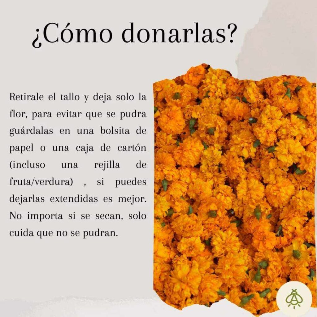 ¡Una segunda vida! Dona tu flor de cempasúchil a estos centros