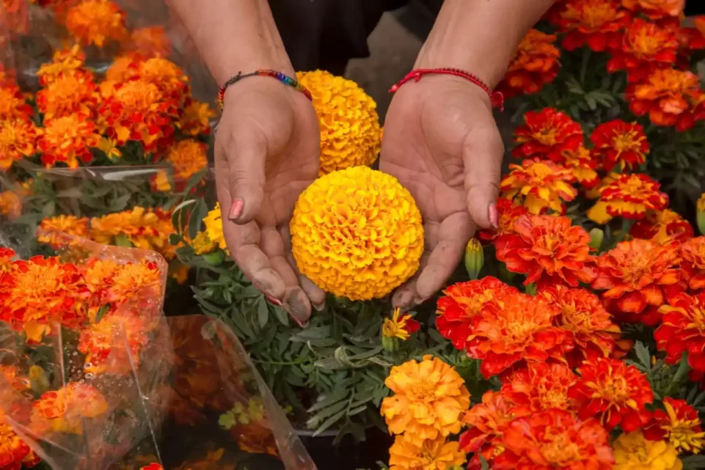 Color de la flor de cempasúchil