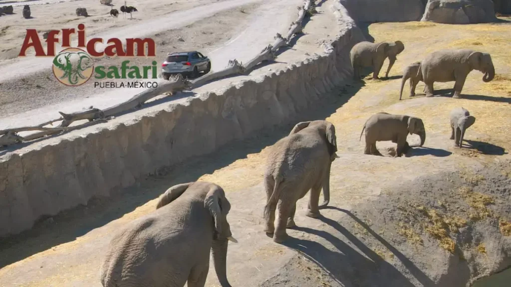 ¿Quieres un cupón 2×1 para Africam Safari? Esto debes hacer