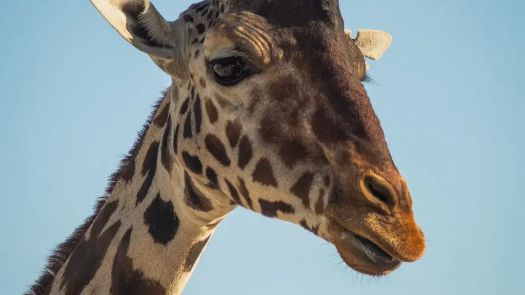 Africam Safari celebra a jirafa Benito todo un mes: ¿cuándo y qué habrá?