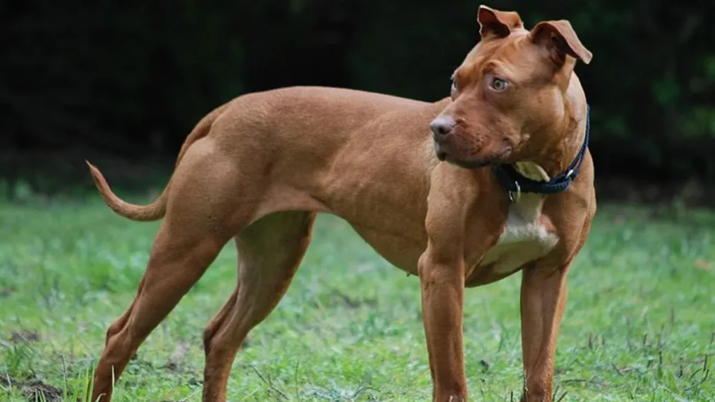 Dos perros pitbulls atacan a un hombre y lesionan a varias personas