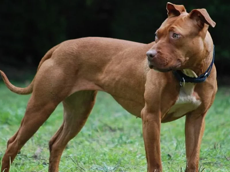 Dos perros pitbulls atacan a un hombre y lesionan a varias personas