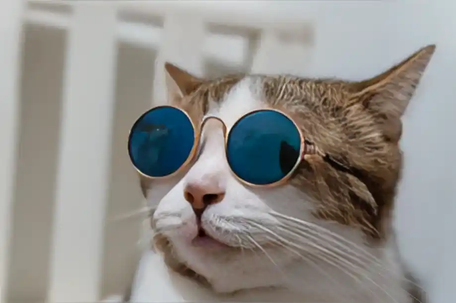 Gato con lentes