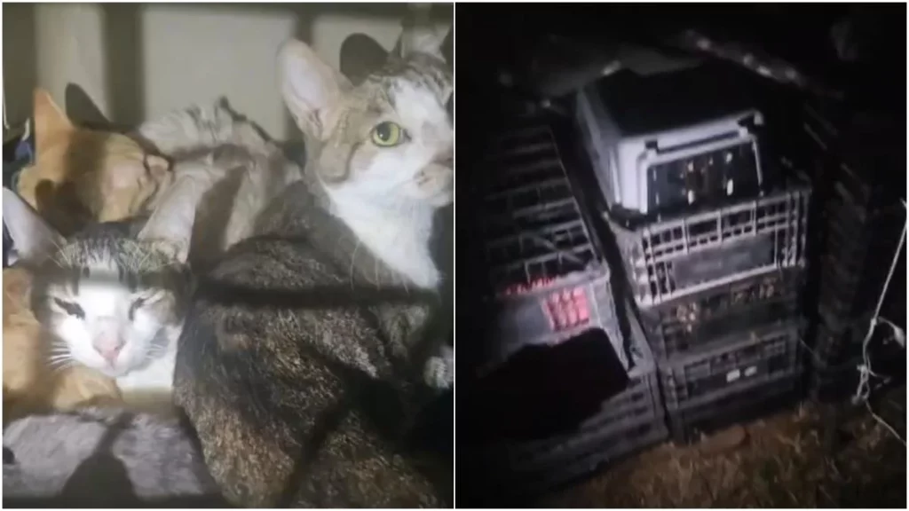 Influencer que operaba el refugio 'Michigan' abandona 60 gatos enfermos en Amozoc