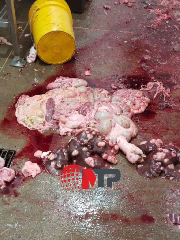 Advierten que en rastro de Texmelucan comercializan carne mala