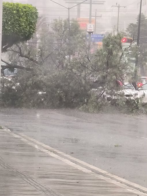 Cae árbol contra autos y deja un muerto en Recta a Cholula tras lluvias